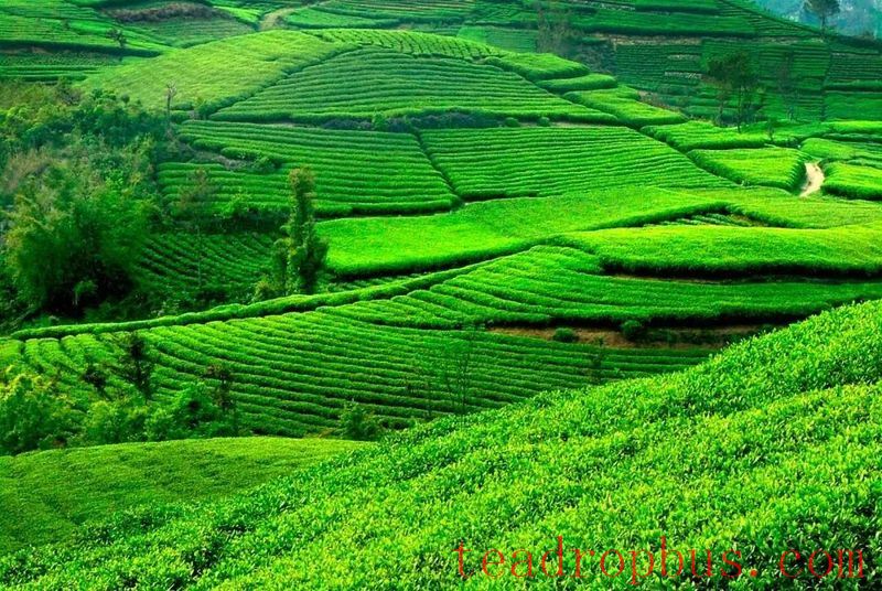 Ancient Perceptions of Fujian Tea: Frugality, Beauty, Harmony, and Reverence – Refreshing Joys of the Human Realm-5