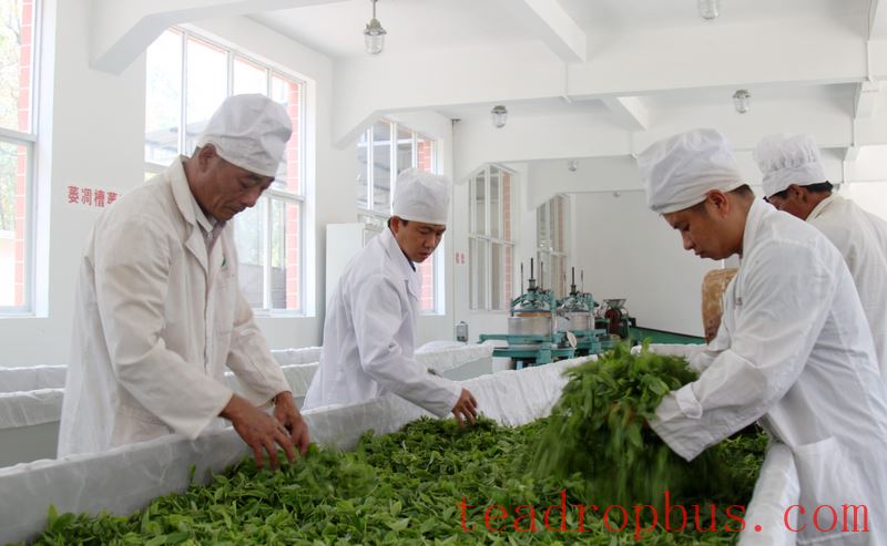 Chinese Tea, Fragrant at Home and Abroad-1