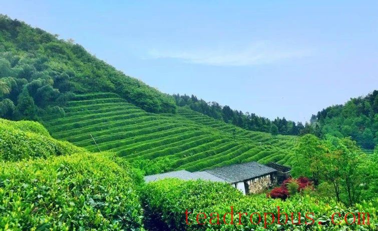 Bearing the Dreams of More Than 30,000 Tea Farmers: The County Chief and CPPCC Members Discuss the Tea Economy of Tiantai!-1