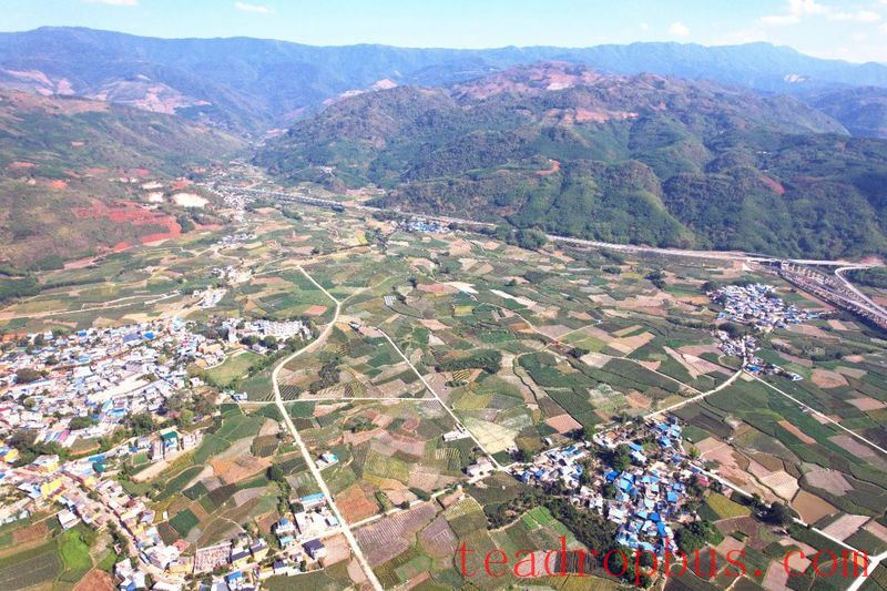 Gengma Mengjian: Small Sprouts Sketch a New Blueprint for High-Quality Development of Dazhai's Tea Industry-1