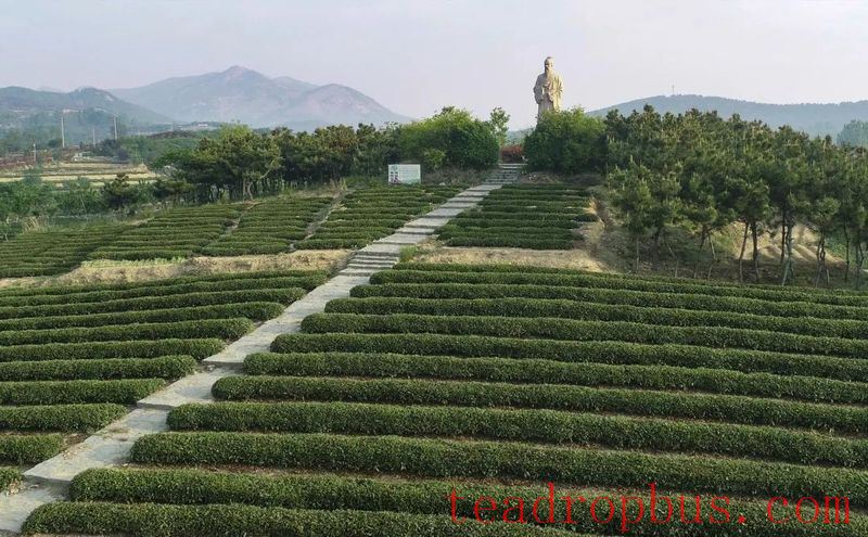 Qingdao Haiqing Tea 2025 Spring Tea Garden Management Technical Guidance-1
