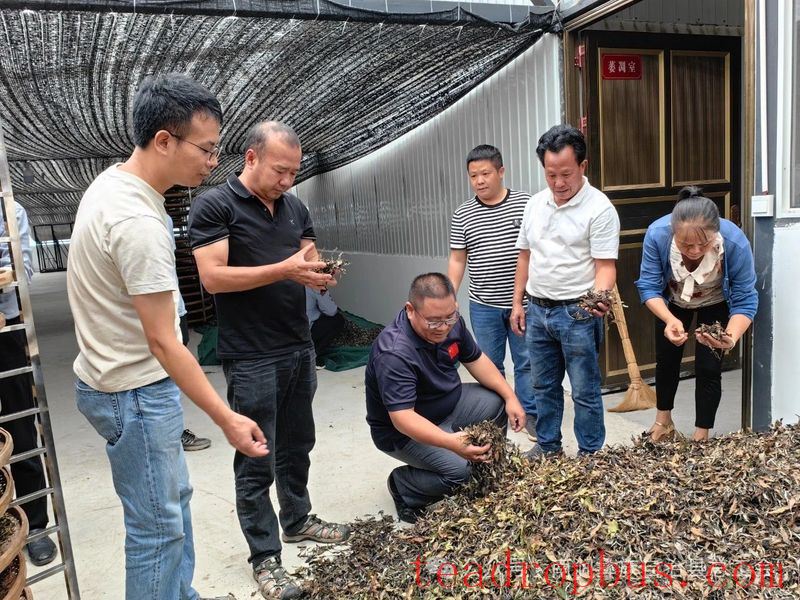 Nanjian County Implements Precision Talent-Gathering Plan to Support the Construction of a Tea Industry Workforce-7