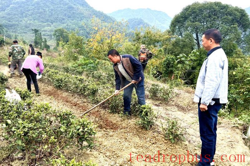Maitan Heart-to-Heart Tea Specialized Cooperative: Busy with Winter and Autumn Tea Garden Management-3