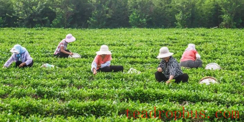 Guidance on Winter Protection and Management Techniques for Qingdao Haiqing Tea Gardens-2