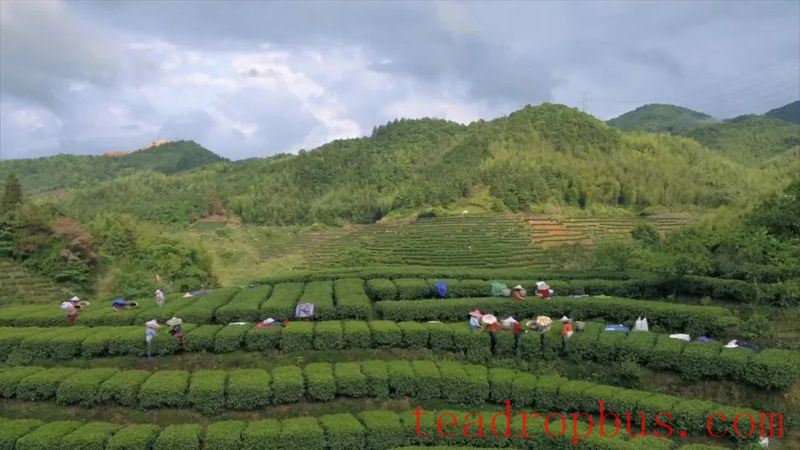 Nanling Town: Integrating Agriculture, Tourism, and Culture, Writing a Big Article on High-Quality Development with 