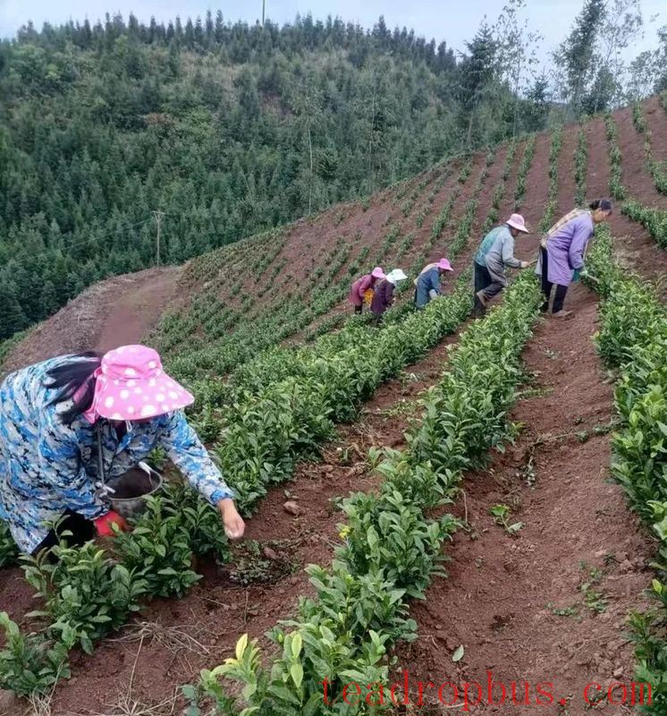 Technical Measures for the Recovery of Tea Gardens Affected by Drought-4