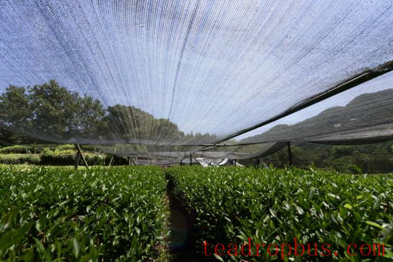 Out of the Plum Rains! Post-Flood Management for Tea Gardens and Measures to Combat Heatwaves and Drought-6