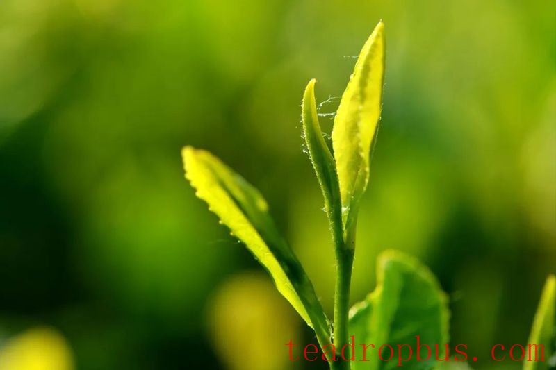 Qingdao Haiqing Tea 2025 Spring Tea Garden Management Technical Guidance-4