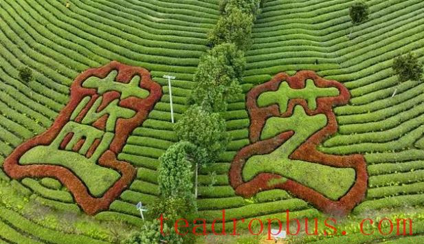 Kaiyang: Spring Tea Picking Season Brings Prosperity Through Local Resources-6