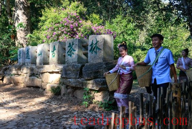 World Tea Day: Yunnan Offers You a Cup of Tea!-5