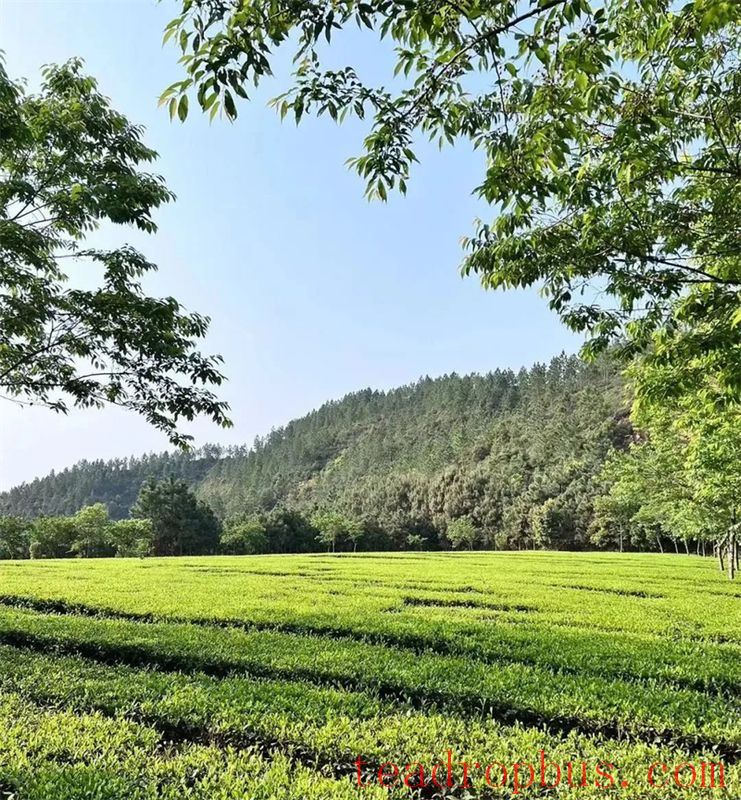 Zhongmin Wei's Tea Estate: A Picturesque and Poetic Landscape-15