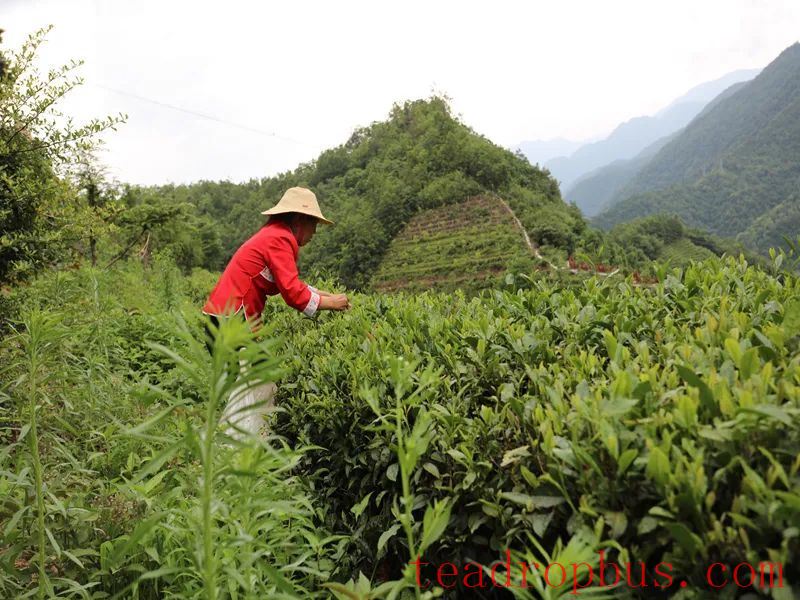Cloudy Mist Chrysanthemum Tea Production Technique-2