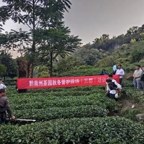 Winter Management Highlights: Tea Gardens Engaged in Autumn-Winter Management Training-6