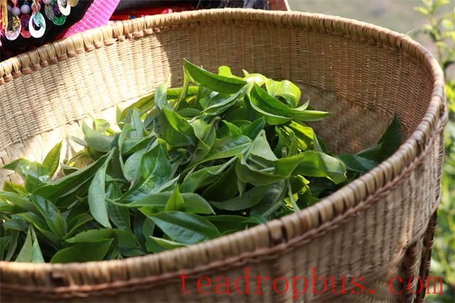 Lao Xu on Tea: What is the ideal altitude range for producing high-quality tea? Apart from Xigui, are there any other exceptional teas that defy conventional wisdom?-2