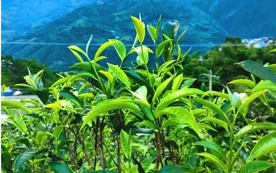 The Yunnan Daily Visits These Two Tea Mountains in Lincang-5
