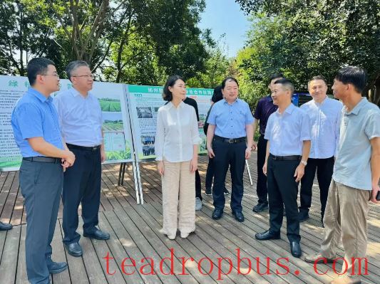 Yangzhou Leaders Survey the Tea Industry in the Park-6