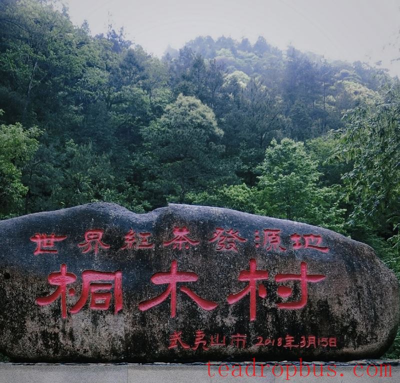 A Detailed Look at the Manufacturing Techniques of Zhengshan XiaoZhong, an Intangible Cultural Heritage-1