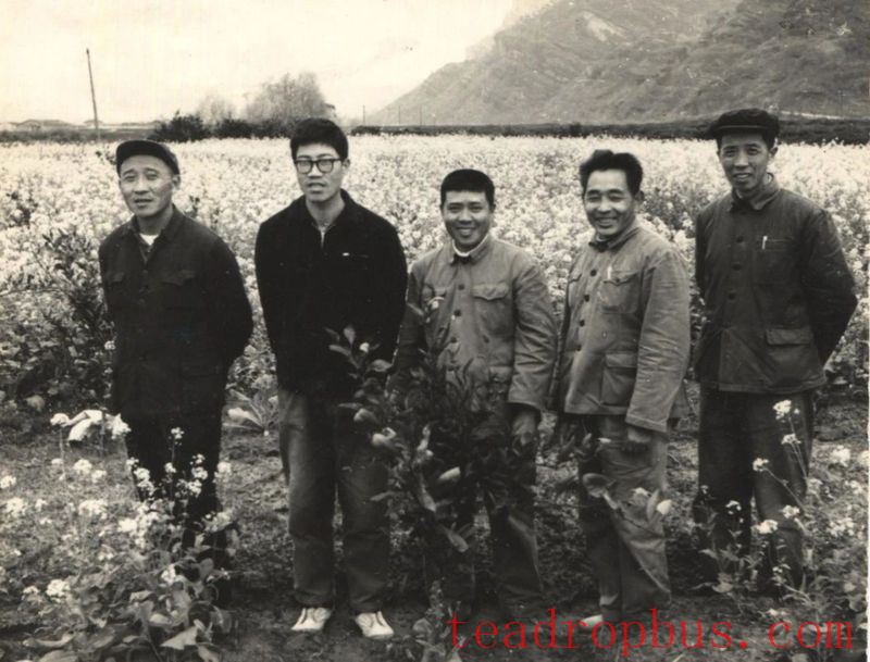 After 60 Years of Devotion to Tea, What Does Intangible Cultural Heritage Master Ye Qitong Consider as Legacy?-2