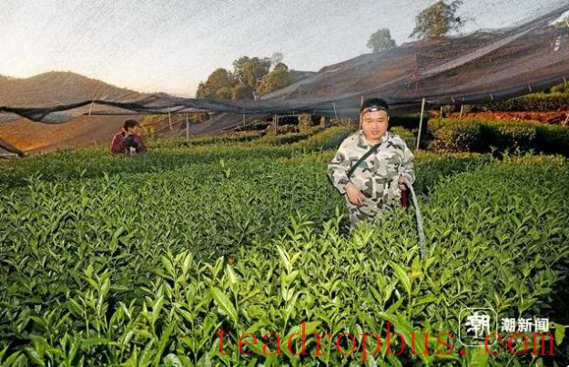 Hangzhou Endures High Temperatures as Tea Farmers Water to Fight Drought-4