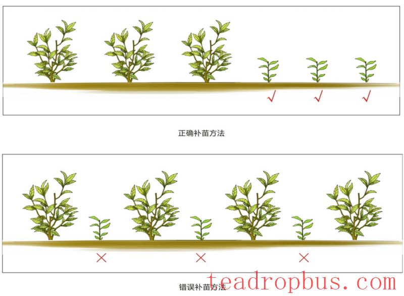 New Tea Garden Planting: Techniques for Transplanting Tea Seedlings-2