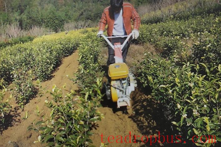 Mechanical deep cultivation in tea gardens