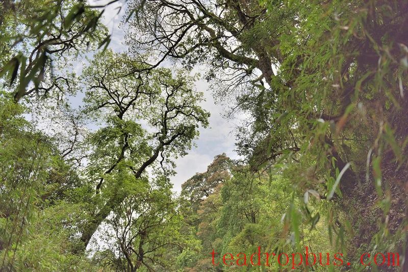 Cangjiang East Bank at Agan Mountain, the Camellia and Tea Aroma Fill the Air-6