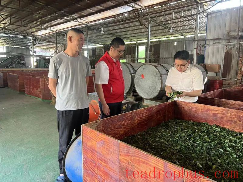 Ningde Rural Commercial Bank: Lending a Hand to the Tea Industry to Cultivate Small Green Leaves into a Major Business-1