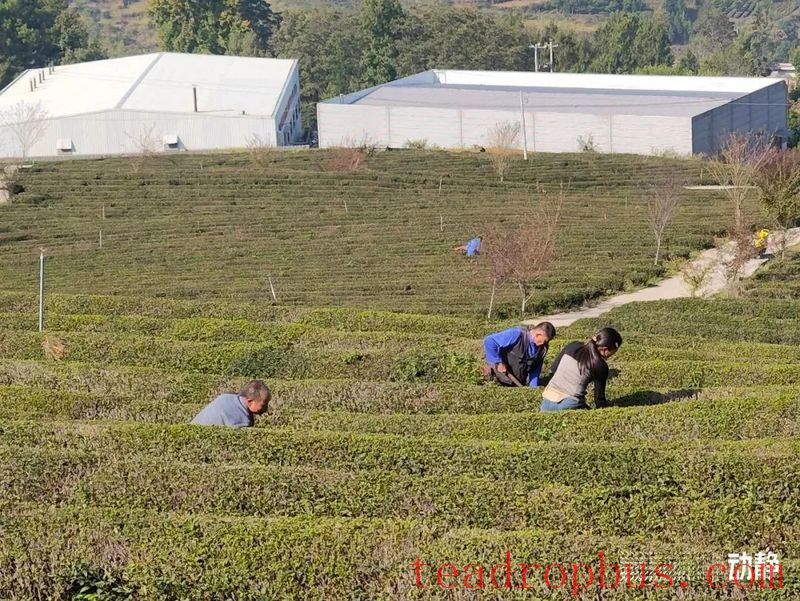 Early Winter, Busy with Tea Garden Management-5