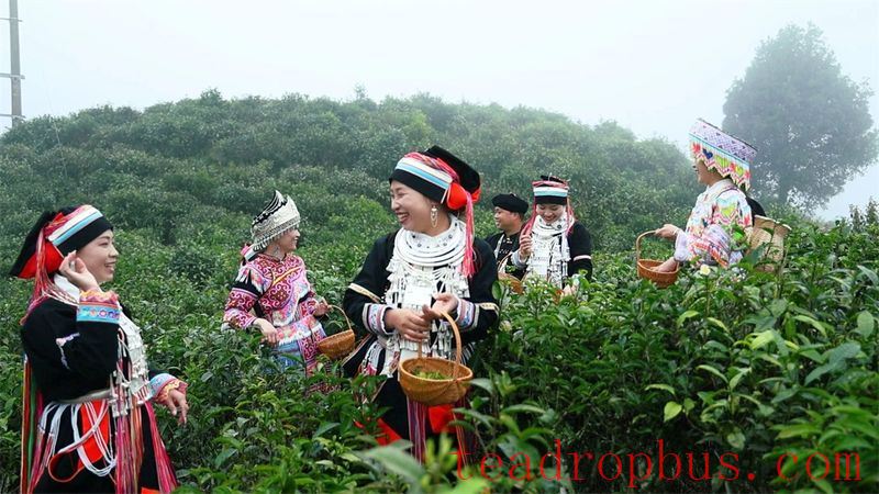 Malipo County: Ascend Spring Mountains to Harvest Spring Tea, Embark on a Quest for the 