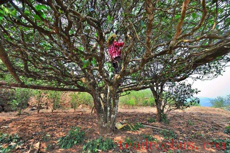 Mangnuo Township: Strengthen Winter Tea Garden Management to Ensure Increased Yields and Income-1