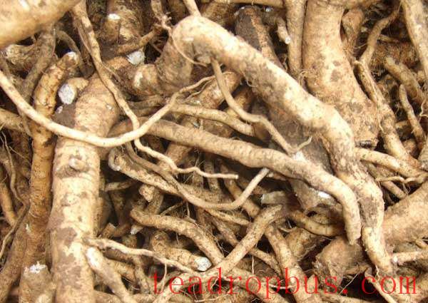The Amazing Effects of Drinking Banlangen Tea: Why You Should Give It a Try!-4