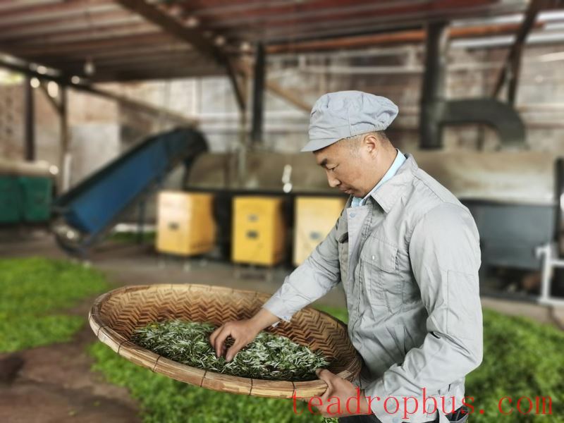 Lianghe Hui Long Tea: A Toast to the Millennium Mist of the Ancient Tea Horse Road-10