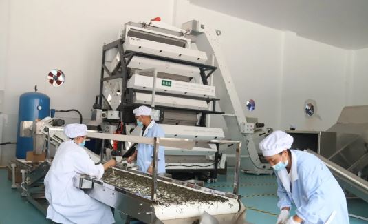 Empowering the Tea Industry through Party Building: Unleashing New Dynamics for the 