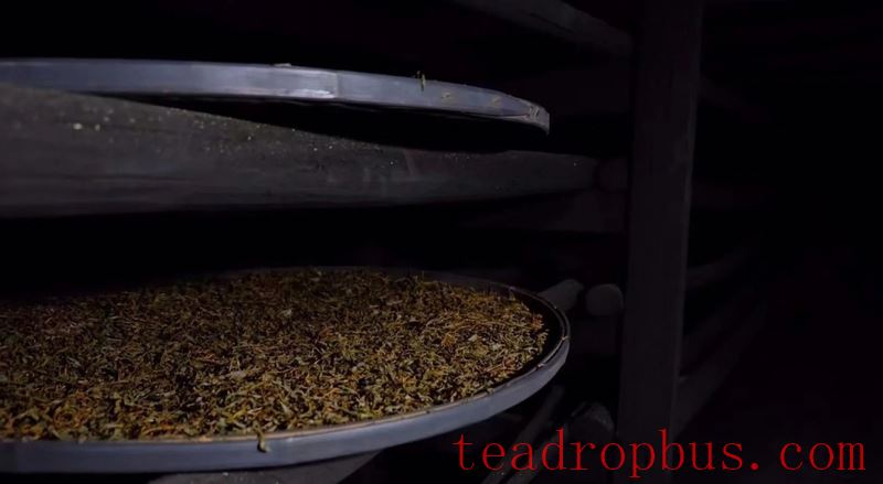 A Detailed Look at the Manufacturing Techniques of Zhengshan XiaoZhong, an Intangible Cultural Heritage-6