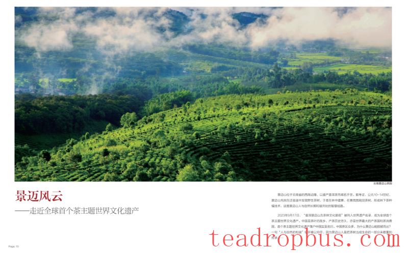 Jingmai Chronicles: Step into the World's First Tea-Themed World Heritage Site-4