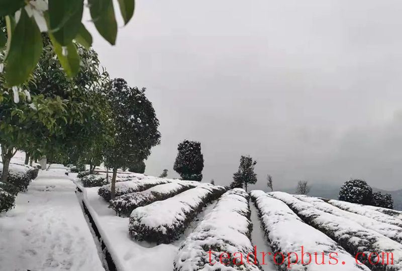 Countermeasures for Frost Damage in Guizhou's Spring Tea Gardens in 2025-1
