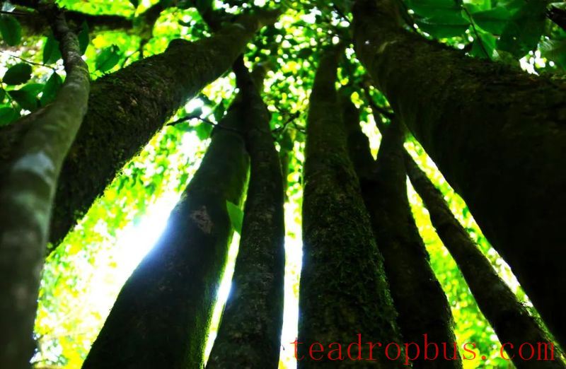 Mojiang Tea: The Taste of Time on the Leaves-4