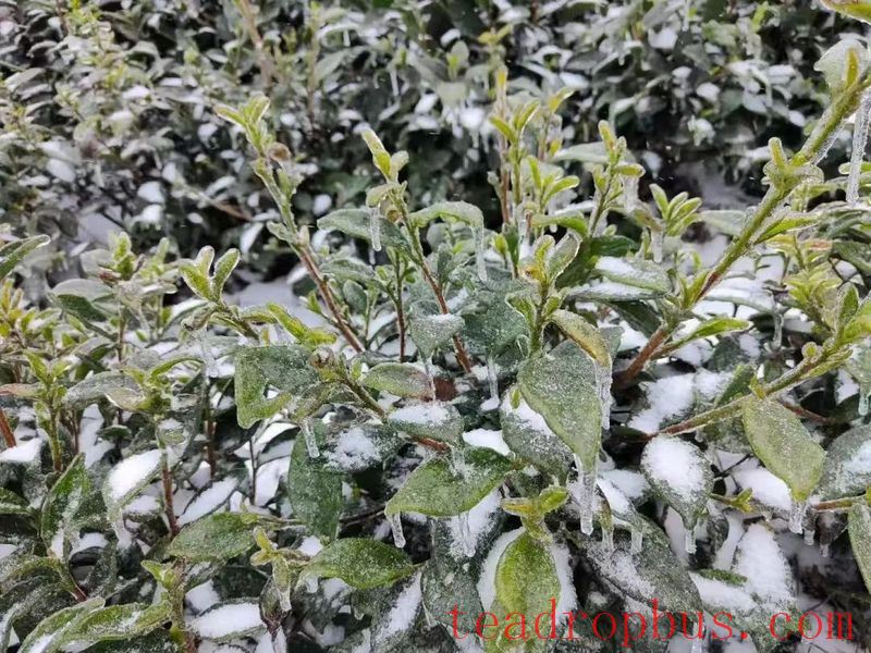 How to Cope with Low Temperatures, Snow, and Freezing Weather: This Technology Helps Protect Tea Plants-5
