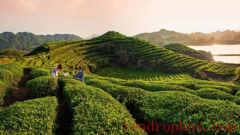 Guidance on the Spring Tea Production in Yingshan County-3