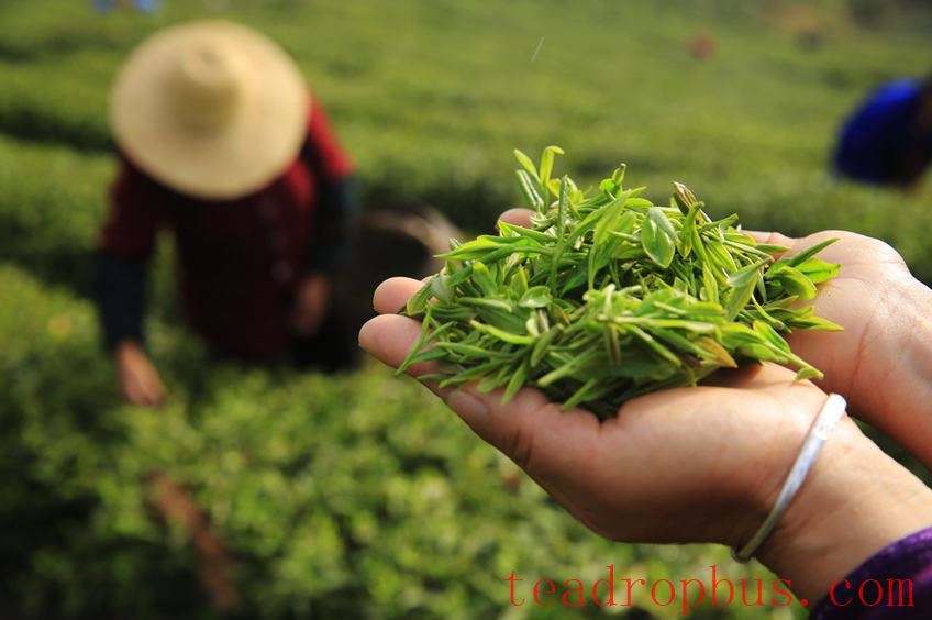 Lushan Yunwu Tea-1