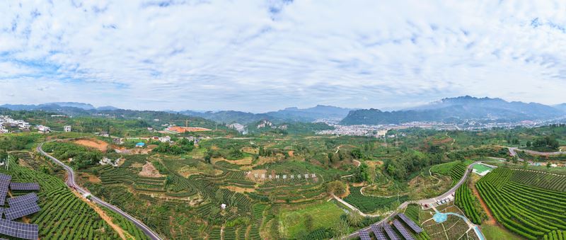 New Production Line Boosts Yunnian Tea Industry's Rising Popularity-1