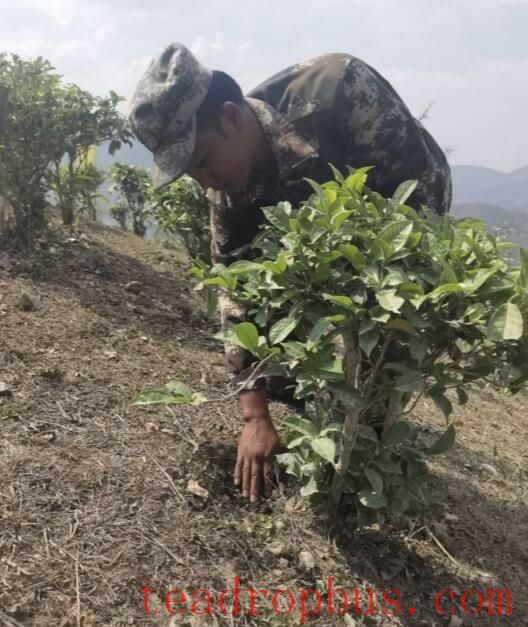 Zuodu Village, Xuelin Township: Conducting Tea Plant Pest Monitoring to Enhance the Quality and Efficiency of Ecological Tea Gardens-3