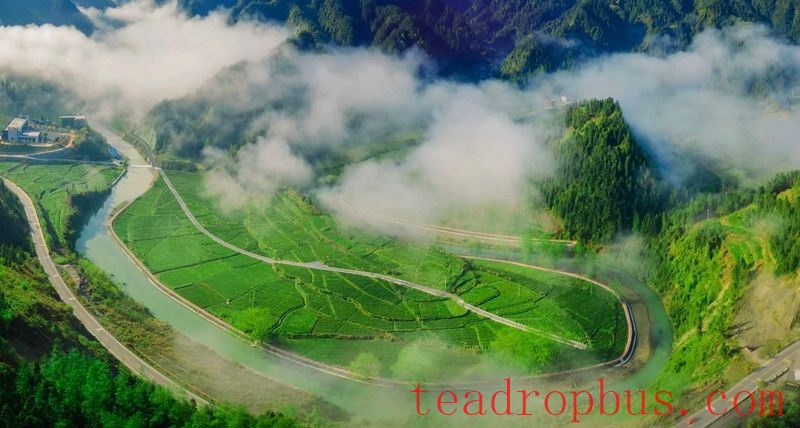 The Story of the Tujia People and Tea Starts with 