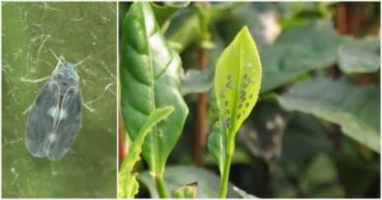 Insect Incidence and Control Methods of Black Scale Mealybug in Xiangxi Tea Gardens-2