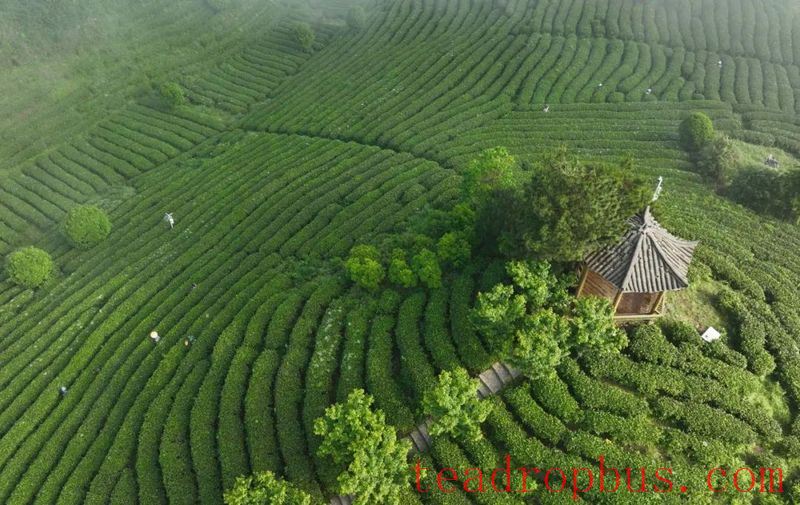 Danzhai: Beautiful Tea Gardens in Early Summer-3