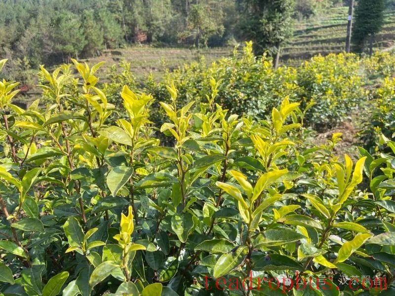 Hanzhong Promotes High-Quality Development of the Tea Industry Through the 