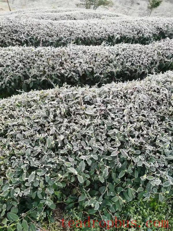 Countermeasures for Frost Damage in Guizhou's Spring Tea Gardens in 2025-6