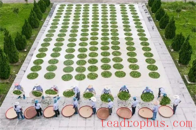 Zhongmin Wei's Tea Estate: A Picturesque and Poetic Landscape-11
