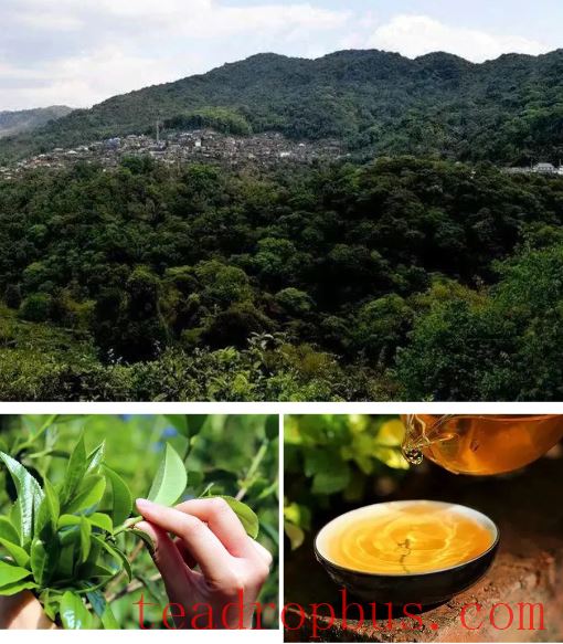 Tea Fragrance from Xishuangbanna: The Famous Pu'er Mountain of Xiding-3