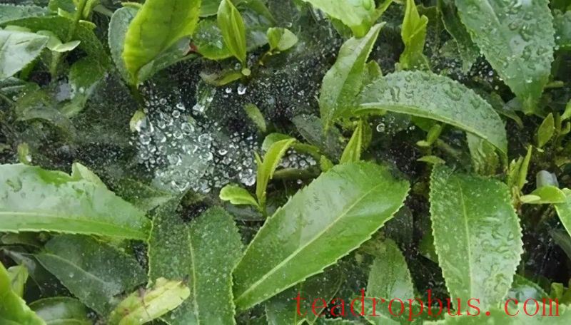 Tea Garden Safety Production: Wet Damage to Tea Plants and Its Prevention-2